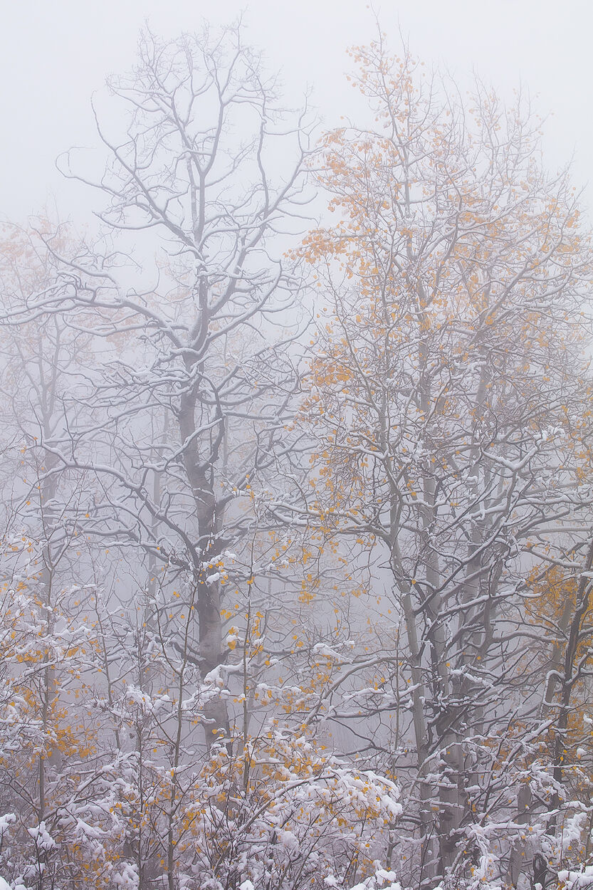Cottonwood trees with some yellow fall color leaves are pictured with snow on the branches and fog in the air creating a silhouetted-like view of the trees.