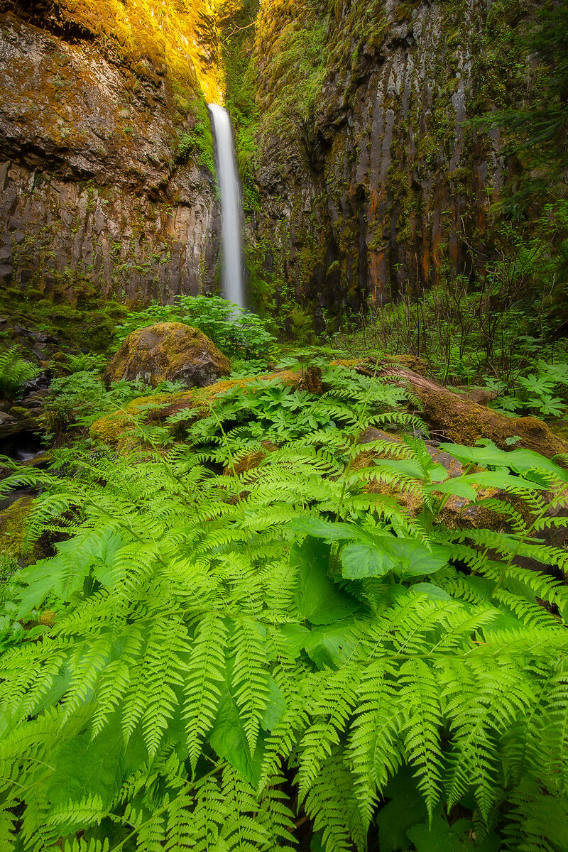 A waterfall plunges down the canyon wall and is surrounded by lush green ferns.