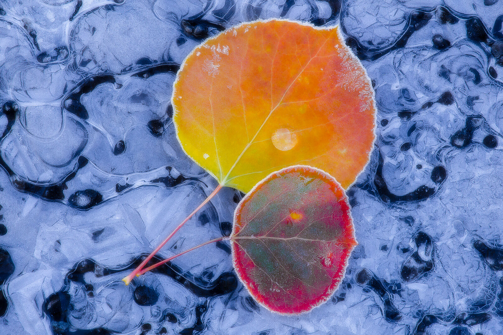 A yellowish orange and red aspen leaves sit on top of a crackly ice surface with frost around their edges and seemingly creeping in.