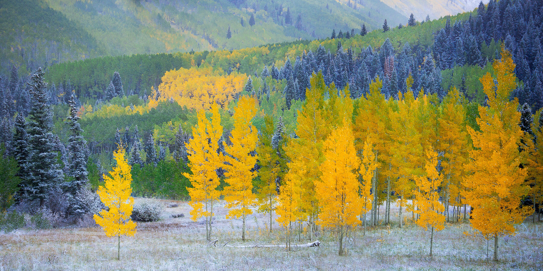 A very light dusting of snow covers the ground and the spruce trees while aspen trees of yellow and green are spread across the hillside scene.
