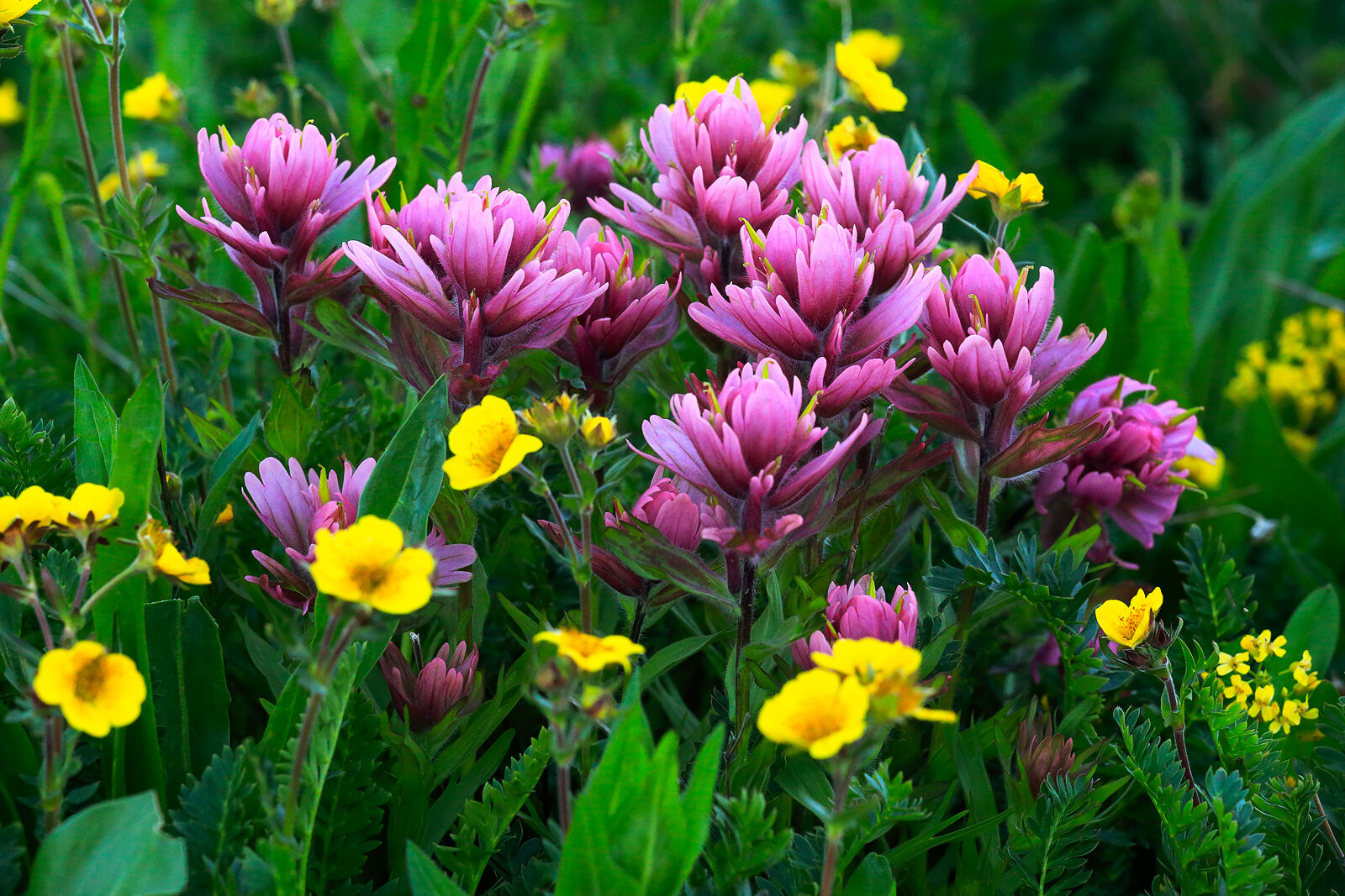 Purple and yellow wildflowers are seen up close in a spring meadow.