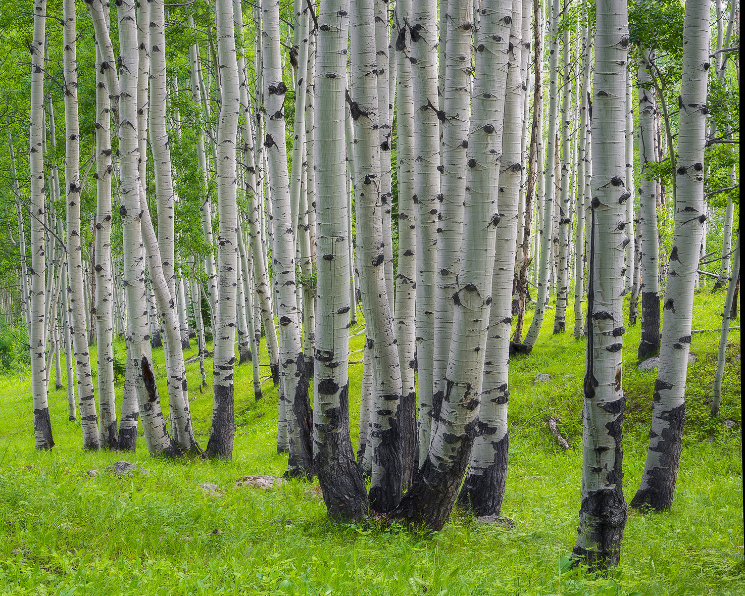 Spring Aspen Cluster White-trunked aspen trees grow in small groups of two or three out of the bright green forest floor of grass.