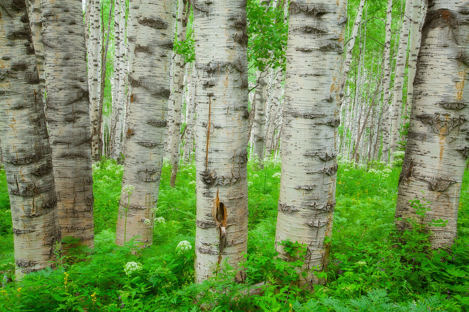 White aspen tree trunks are show close up with green ferns on the forest floor.  They appear to be old and show many scars. 