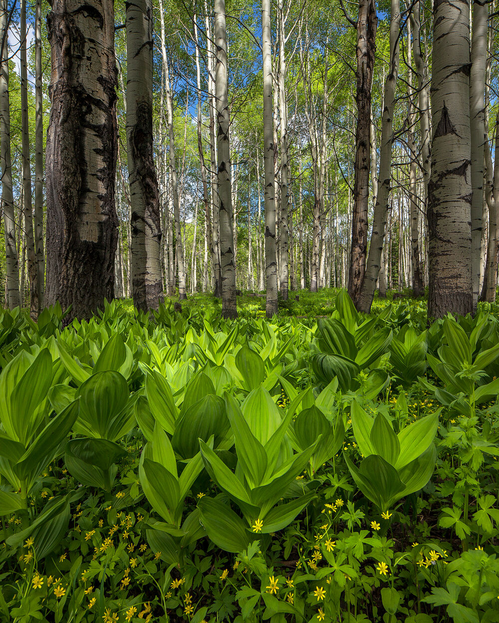 Green flowerless plants cover the aspen forest floor that shows the white tree trunks and tops of the trees having green leaves in the distance. 