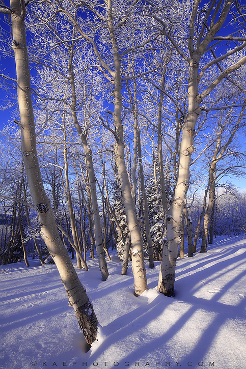 Striped Winter Scene