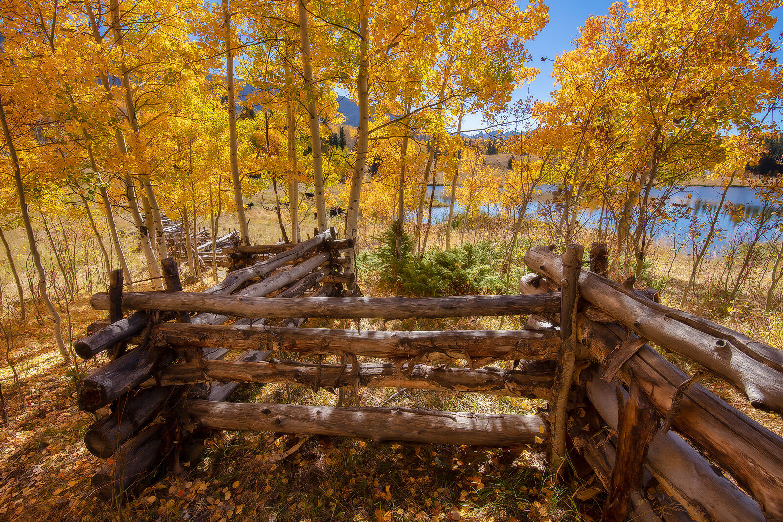 An old, zig-zag wooden fence weaves between golden aspen trees alongside a lake.