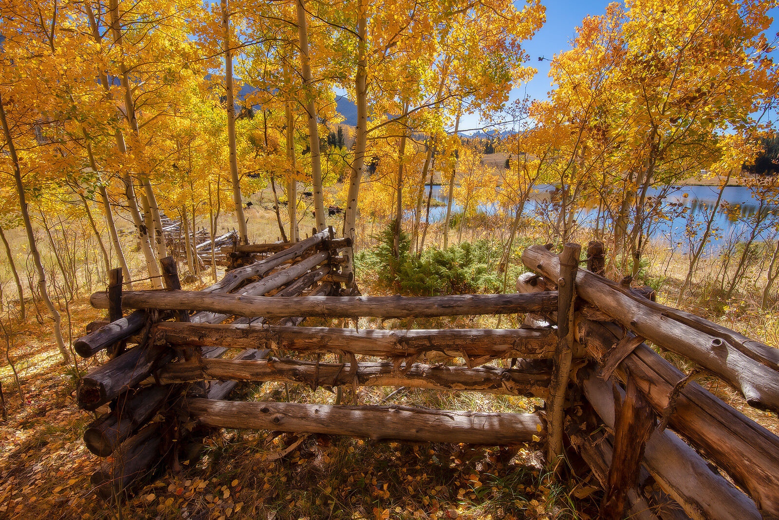 Rustic Owl Creek Fence | Fall Tree Photograph An old, zig-zag wooden fence weaves between golden aspen trees alongside a lake.