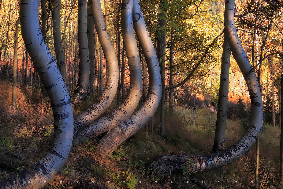 Dancing Aspens