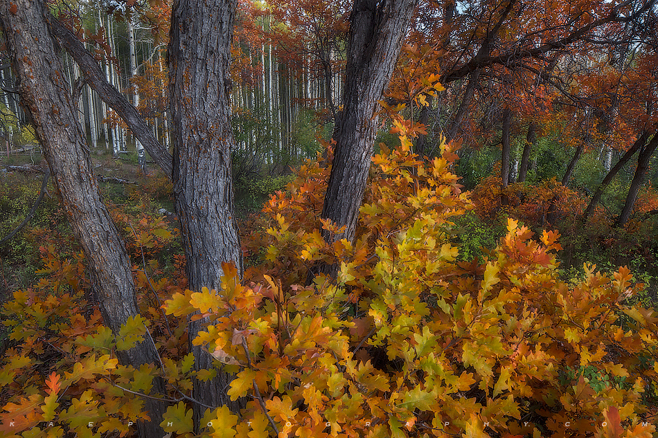 Colorful Scrub Oak Gunnison National Forest, Colorado Landscape