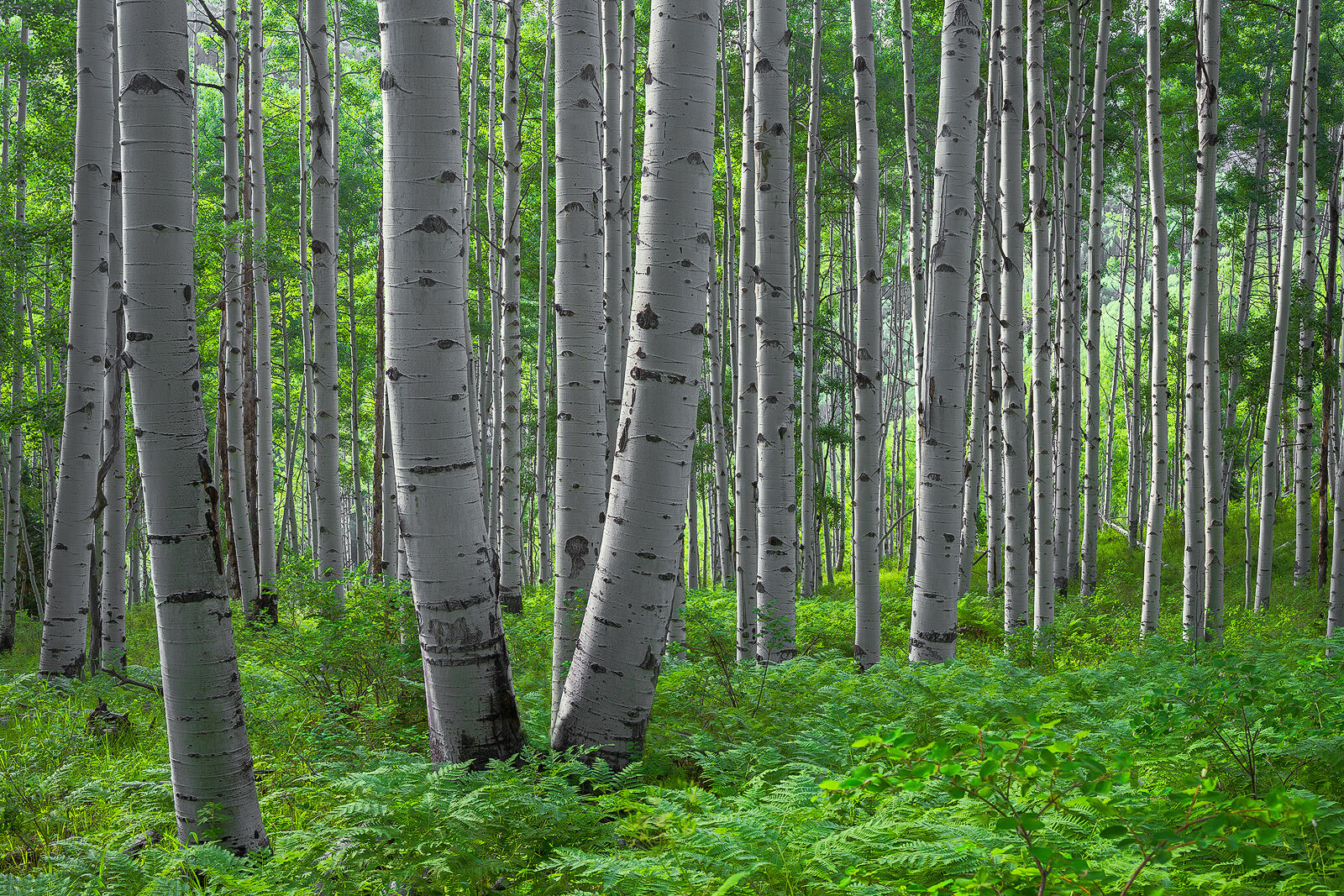 White aspen tree trunks are seen up close as green ferns cover the forest floor and green aspen leaves are seen at the tops of the trees in the background. 