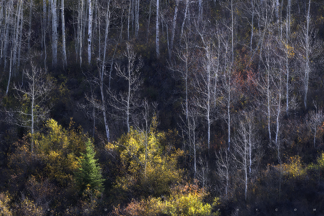 Hillside Gems