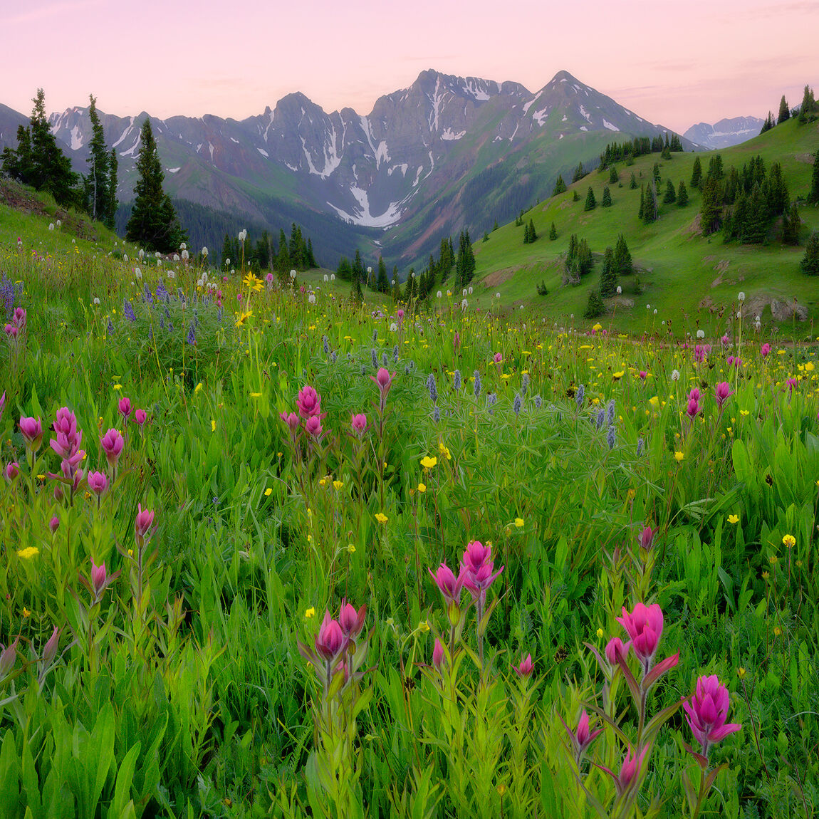 Alpine Splendor Pink hues of sunset are in the sky behind mountains that sit behind the spruce trees and meadow of pink and purple wildflowers.