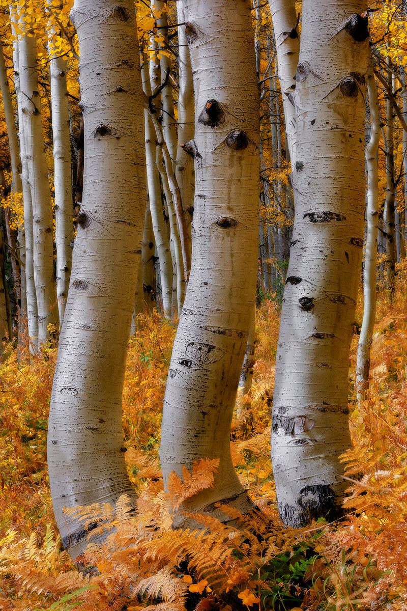 Three Kings Three slightly bent and curved white aspen tree trunks stand tall above a floor of red and orange ferns.