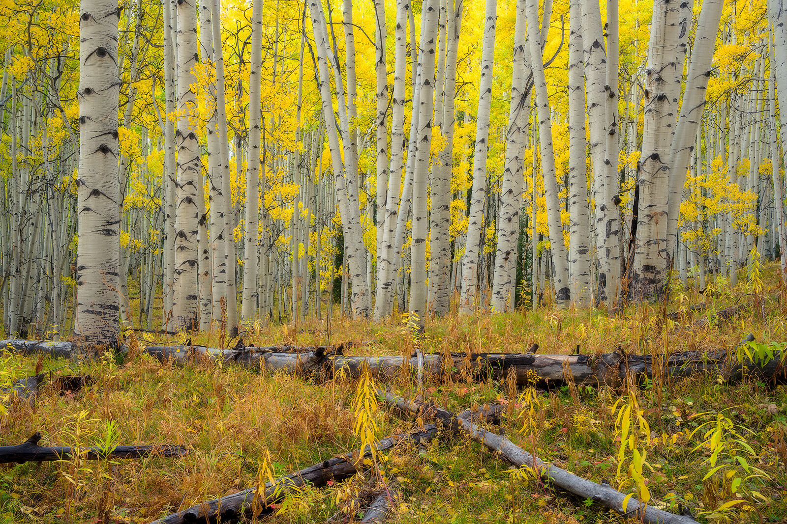 A forest floor with fallen, decaying trees at the front of the frame and an aspen forest filled with white tree trunks and bright yellow leaves.