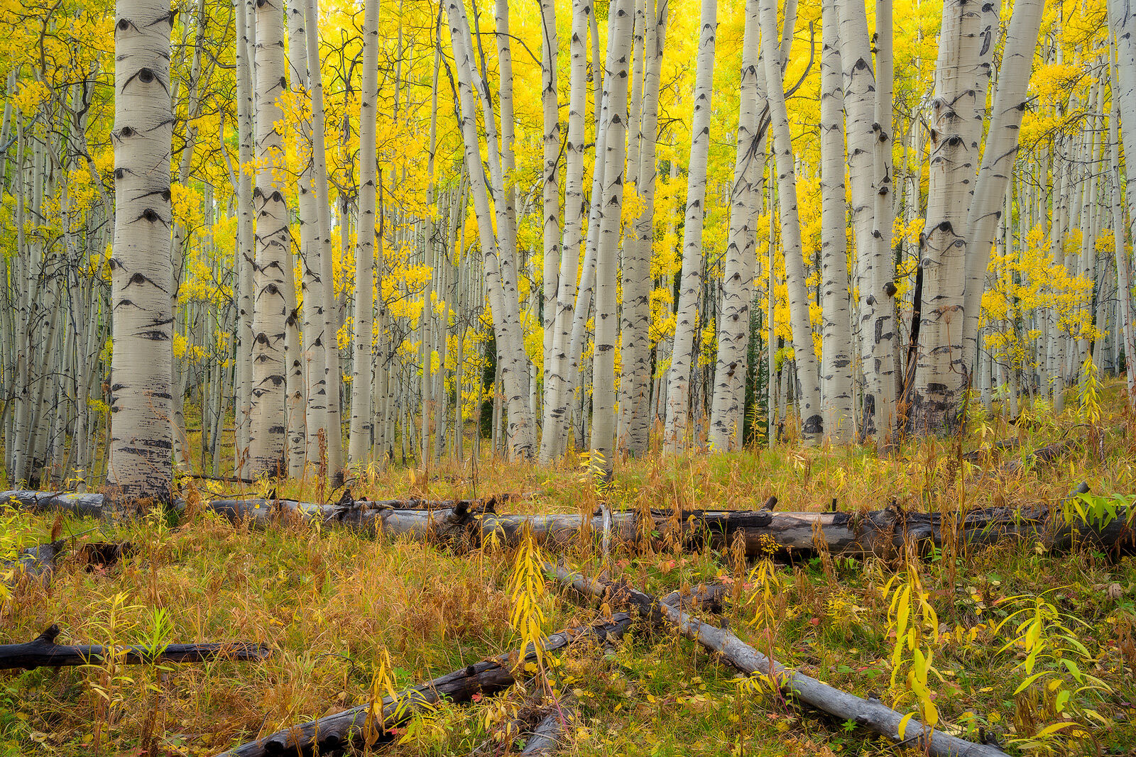 Inside the Forest A forest floor with fallen, decaying trees at the front of the frame and an aspen forest filled with white tree trunks and bright yellow leaves.
