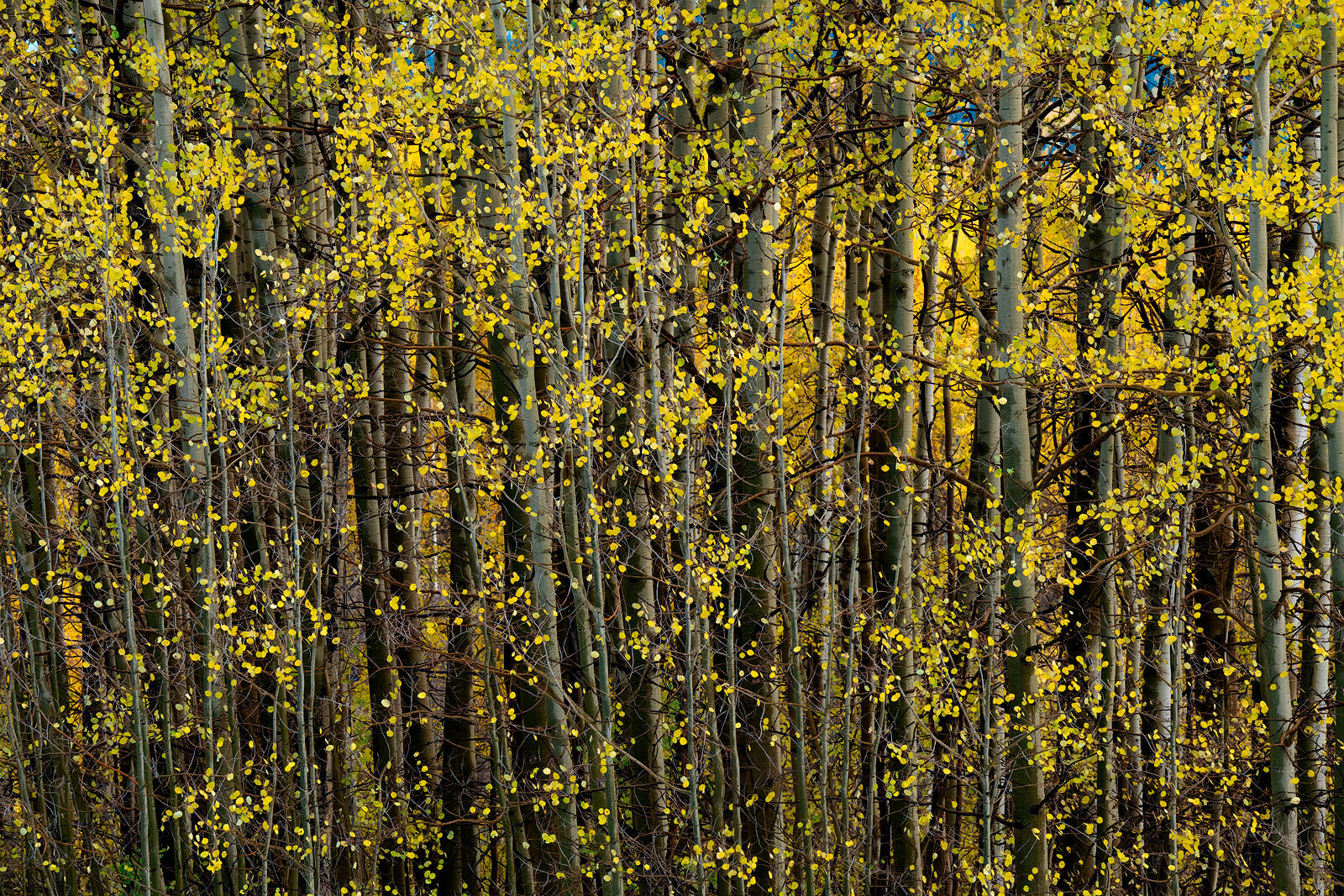 Little Yellow Explosions Tall, narrow, tightly-packed aspen trees are filled with tiny yellow aspen tree leaves that fill the entire frame with white aspen tree trunks in the background
