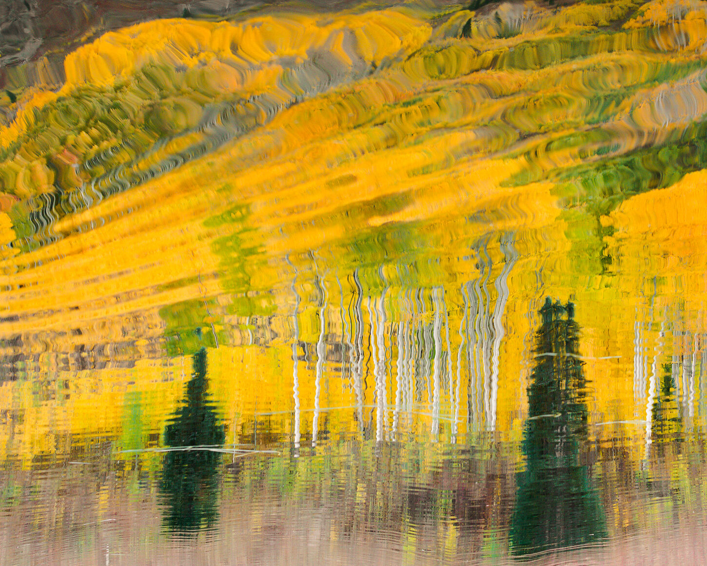 A reflection of aspen trees and blue Spruce. The photo has been inverted right side up.