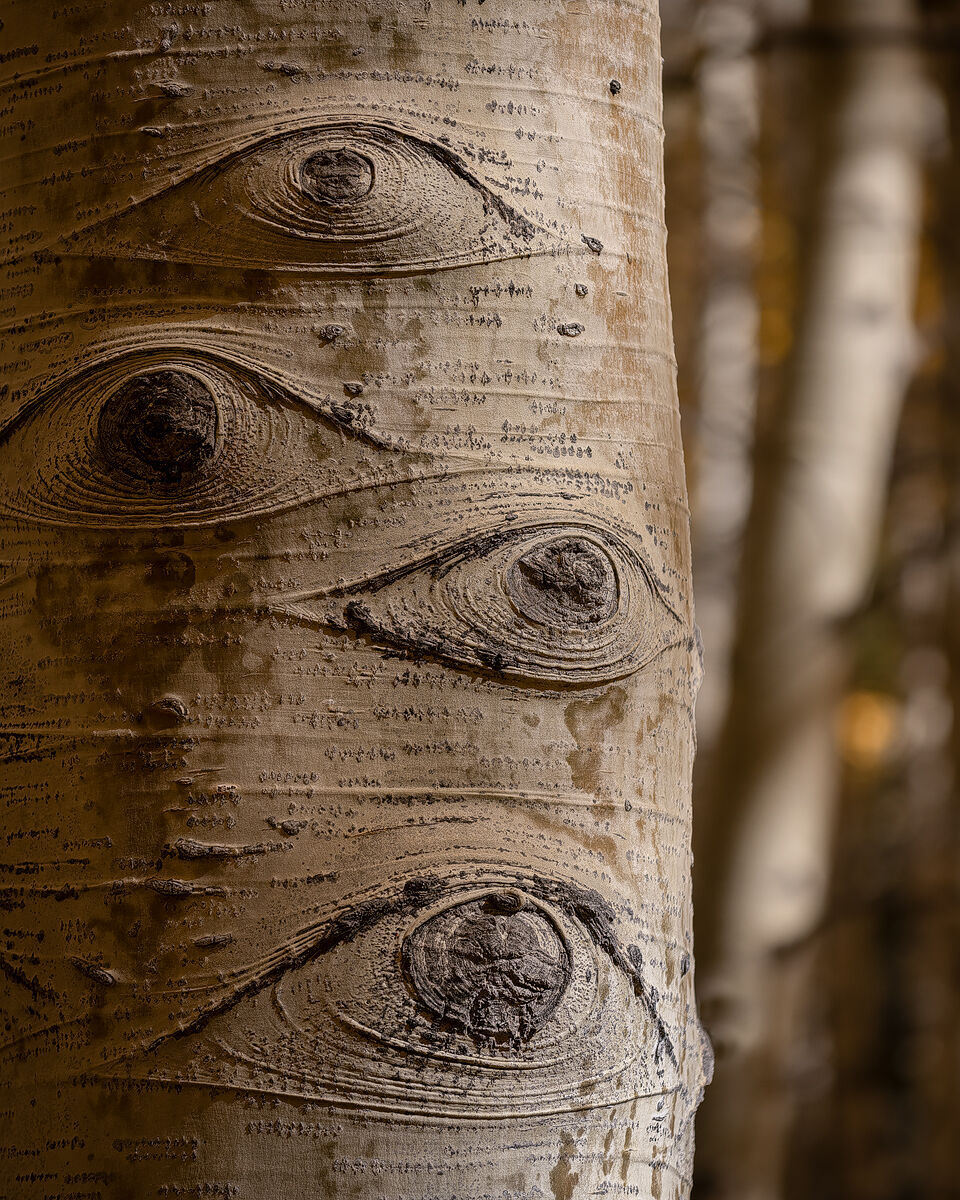 Forest Surveillence