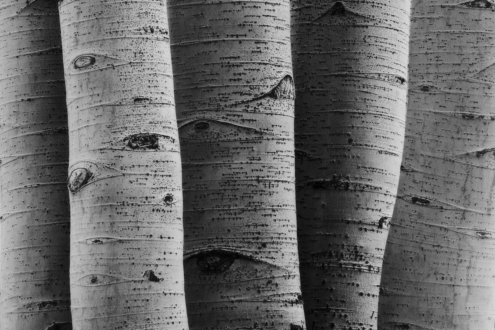 A set of five white and black aspen tree trunks is pictured very close up with dramatic light on the scene.