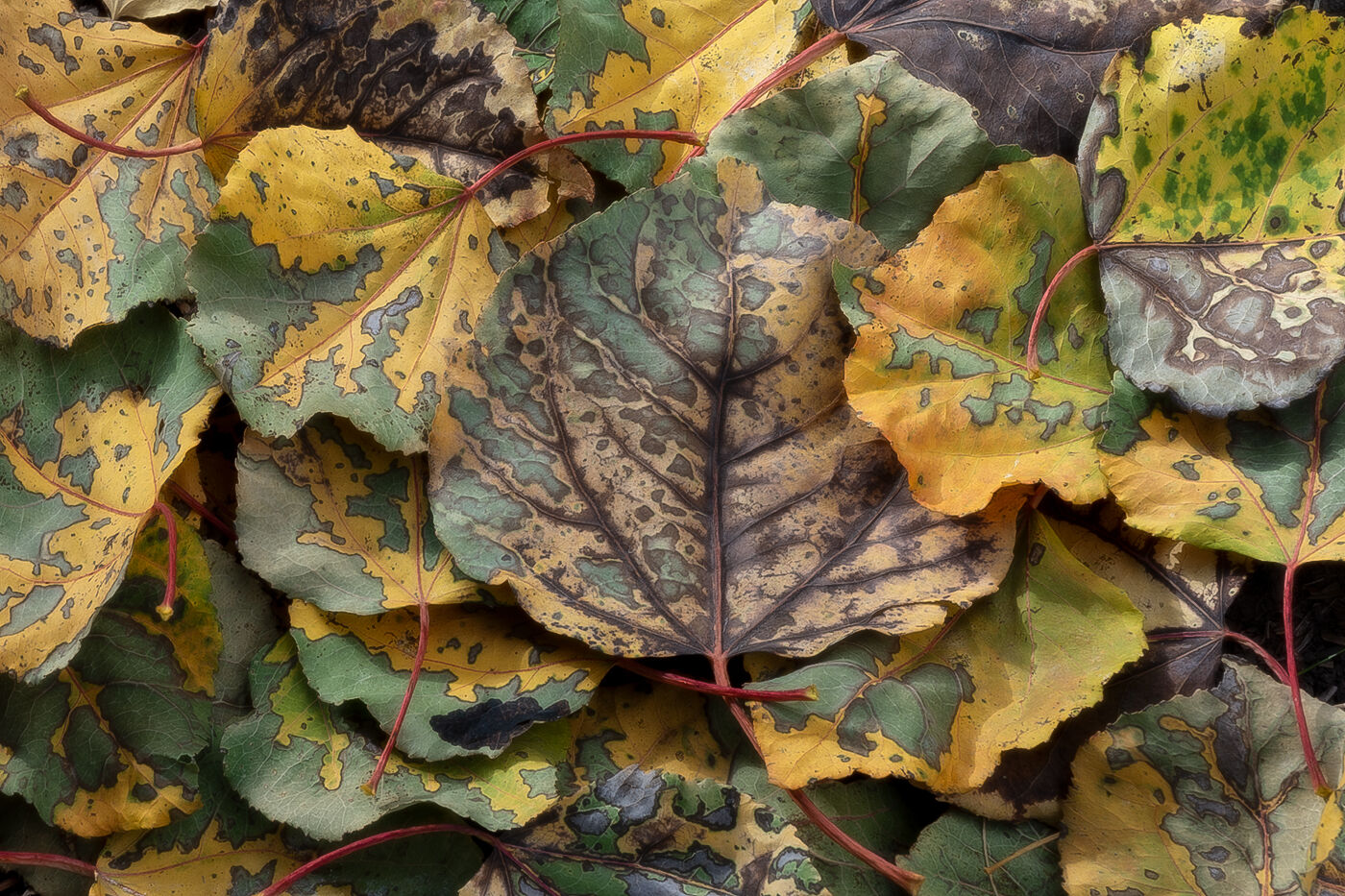 Autumns Legacy