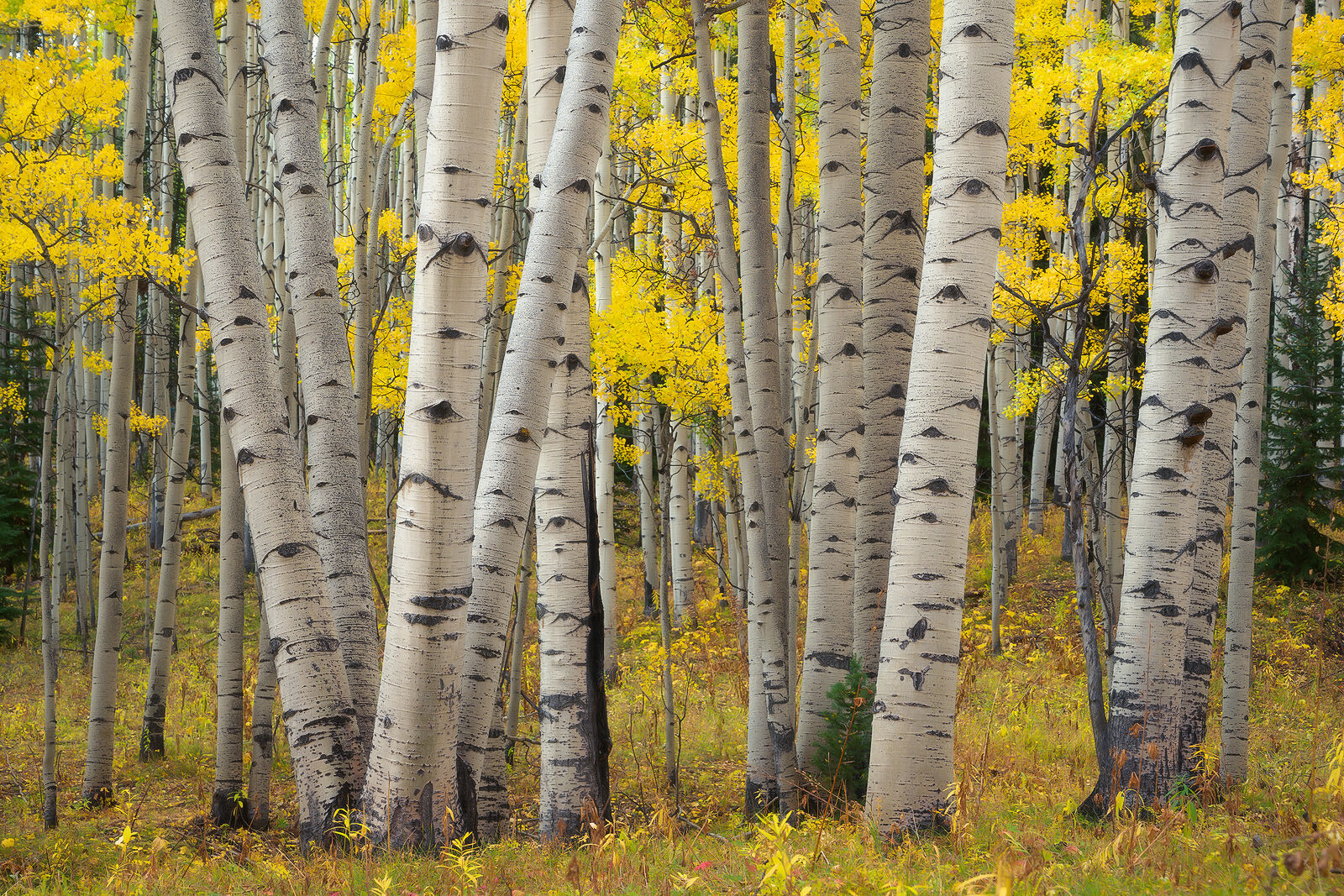 Aspen tree trunks grow up out of the yellow grass and bright yellow leaves hang off the branches lighting up the scene. 
