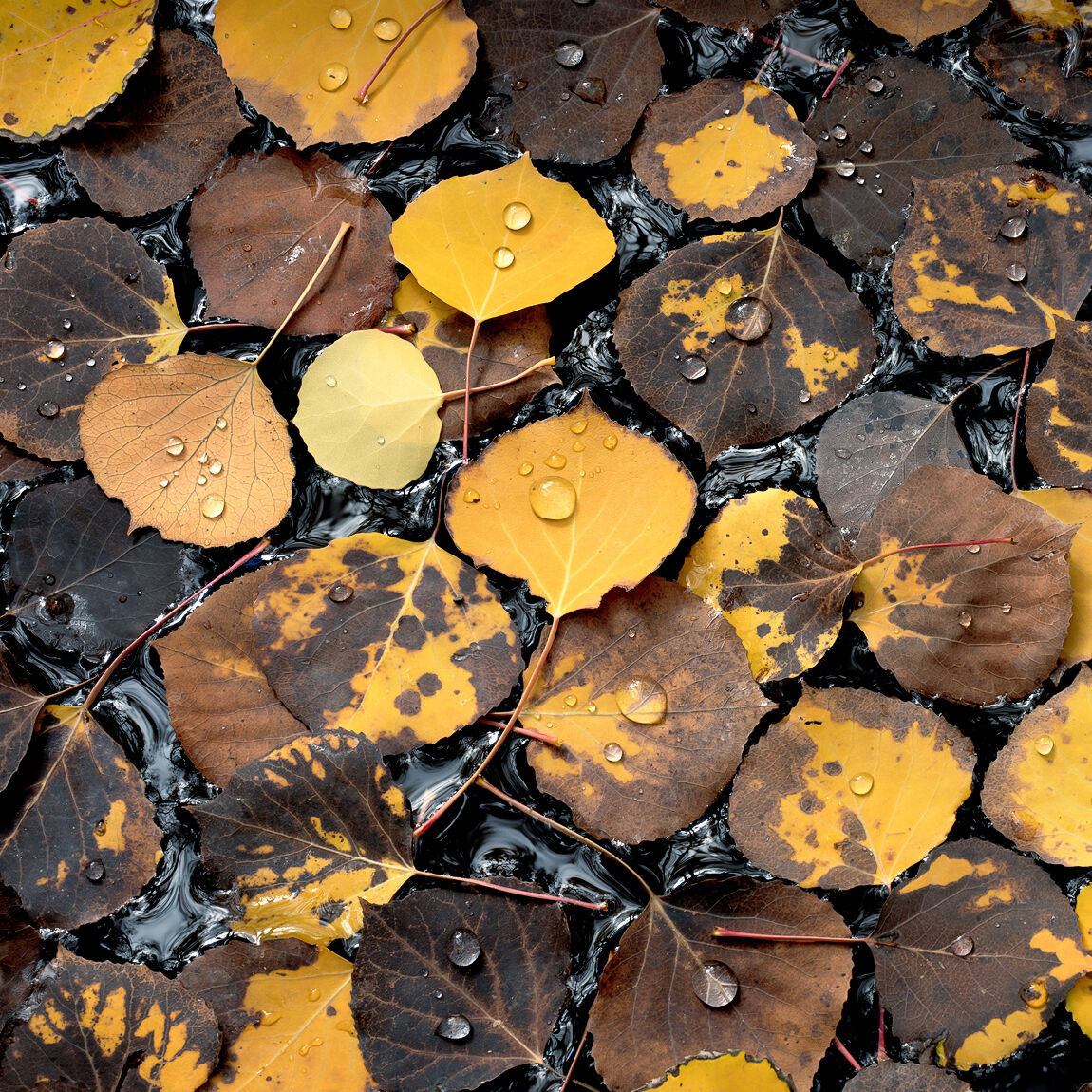 Close up scene of aspen leaves of yellow and brown sit on top of water that is just starting to freeze.