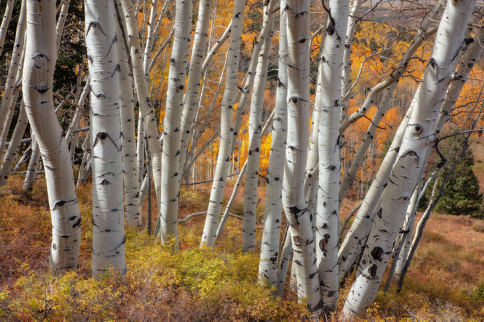 Aspen tree trunks are grouped together yet leaning on each other with yellow and orange leaves in the brush and on the trees in the distance as fall hits colora