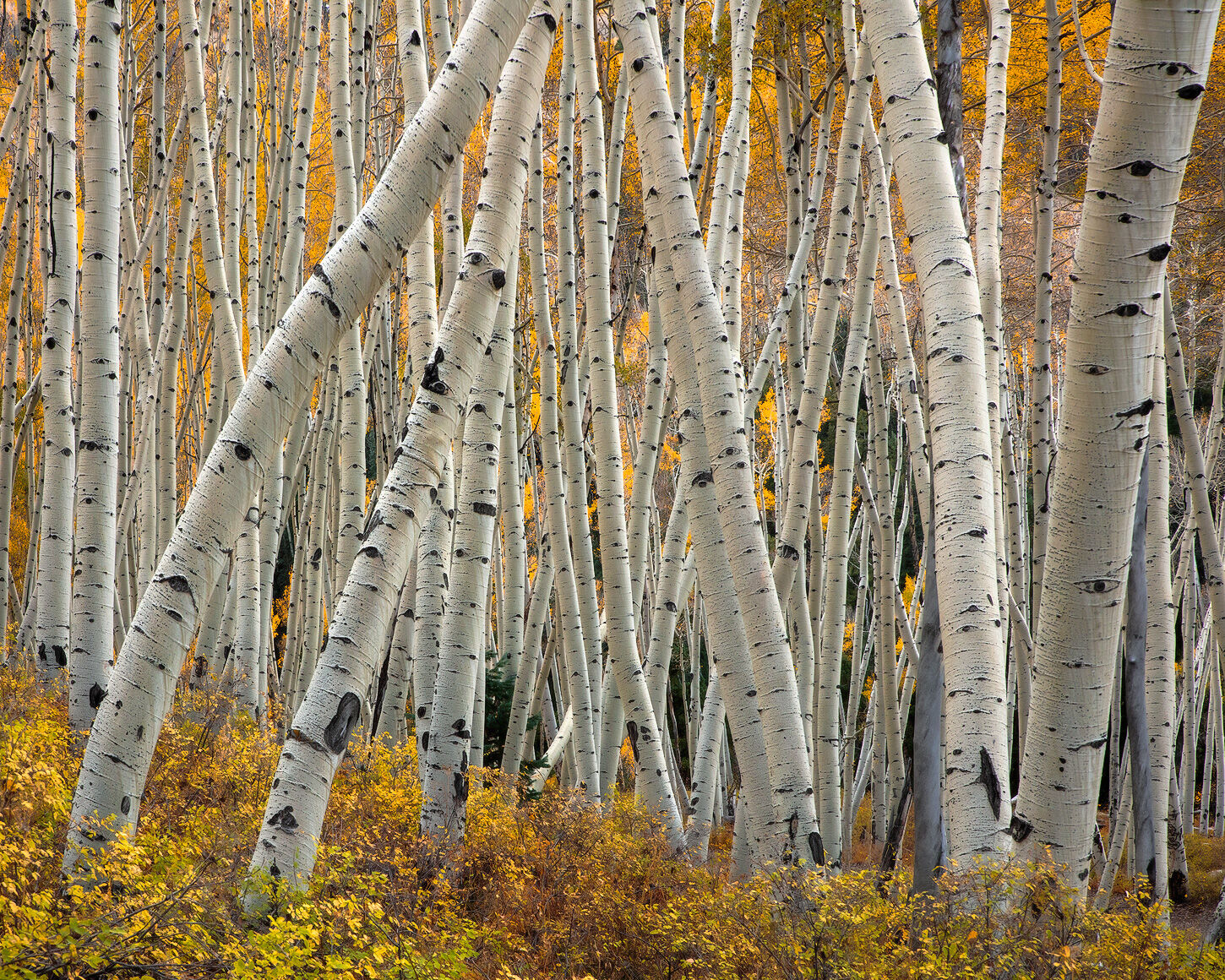 Aspen tree trunks with yellow leaves twist and bend in every direction seeming to be doing gymnastics. 