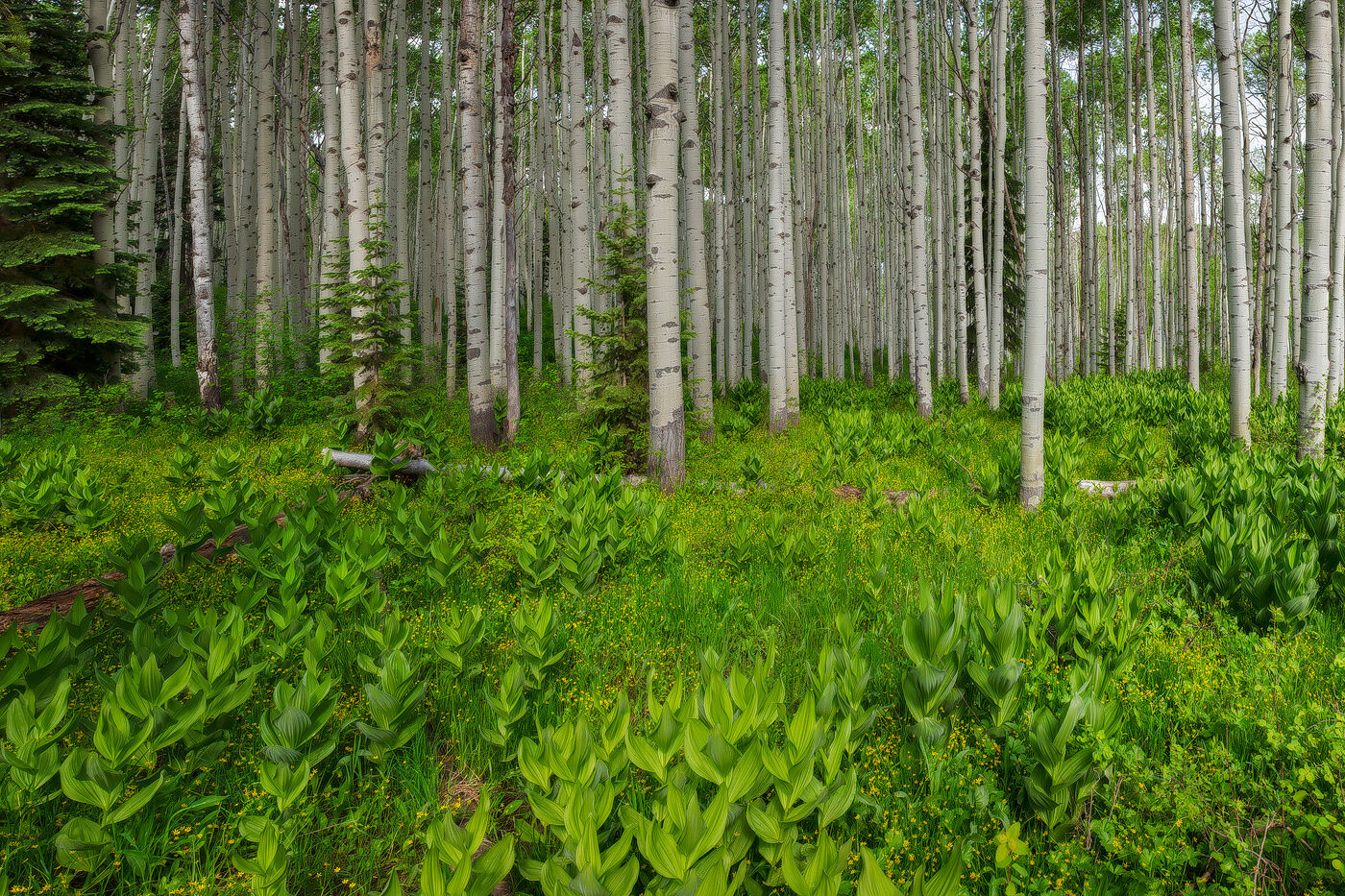Aspen Meadow