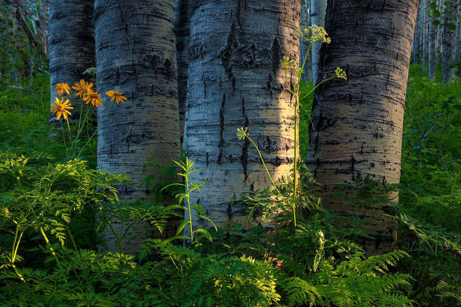 Sunset light gently hits large, well-worn white aspen tree trunks surrounded by ferns  and wildflowers. 