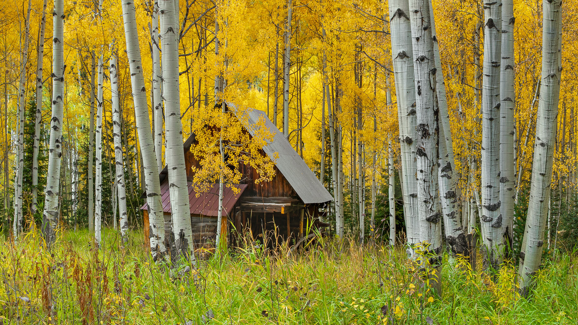 Homestead A weathered mountain cabin hides among brilliant golden aspens during autumn in Colorado.