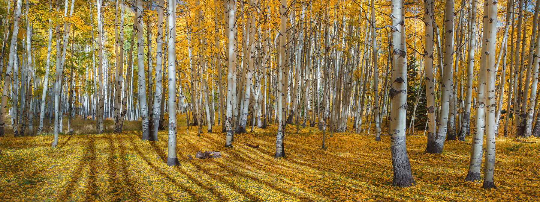Sun shines through the aspen forest creating long tall shadows on the golden leaves all over the ground.