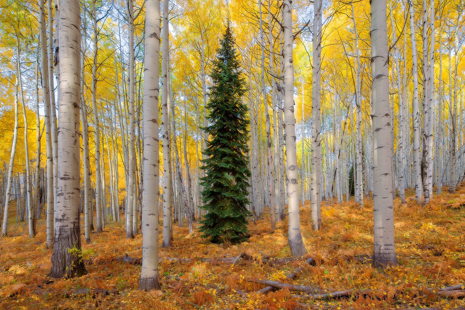One tall spruce tree grows in the middle of the aspen forest with yellow leaves on the tree and orange brush on the ground. 