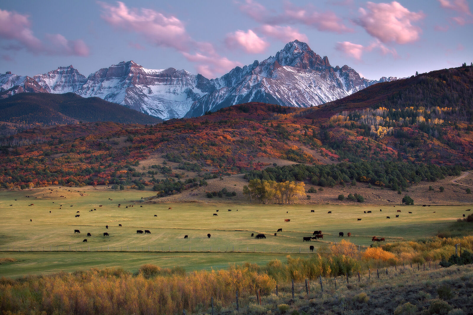 Evening at the Ranch | Mountain Photography Prints For Sale Mountain range dusted in snow stands behind a hillside of fall colors and a pasture of cows grazing.