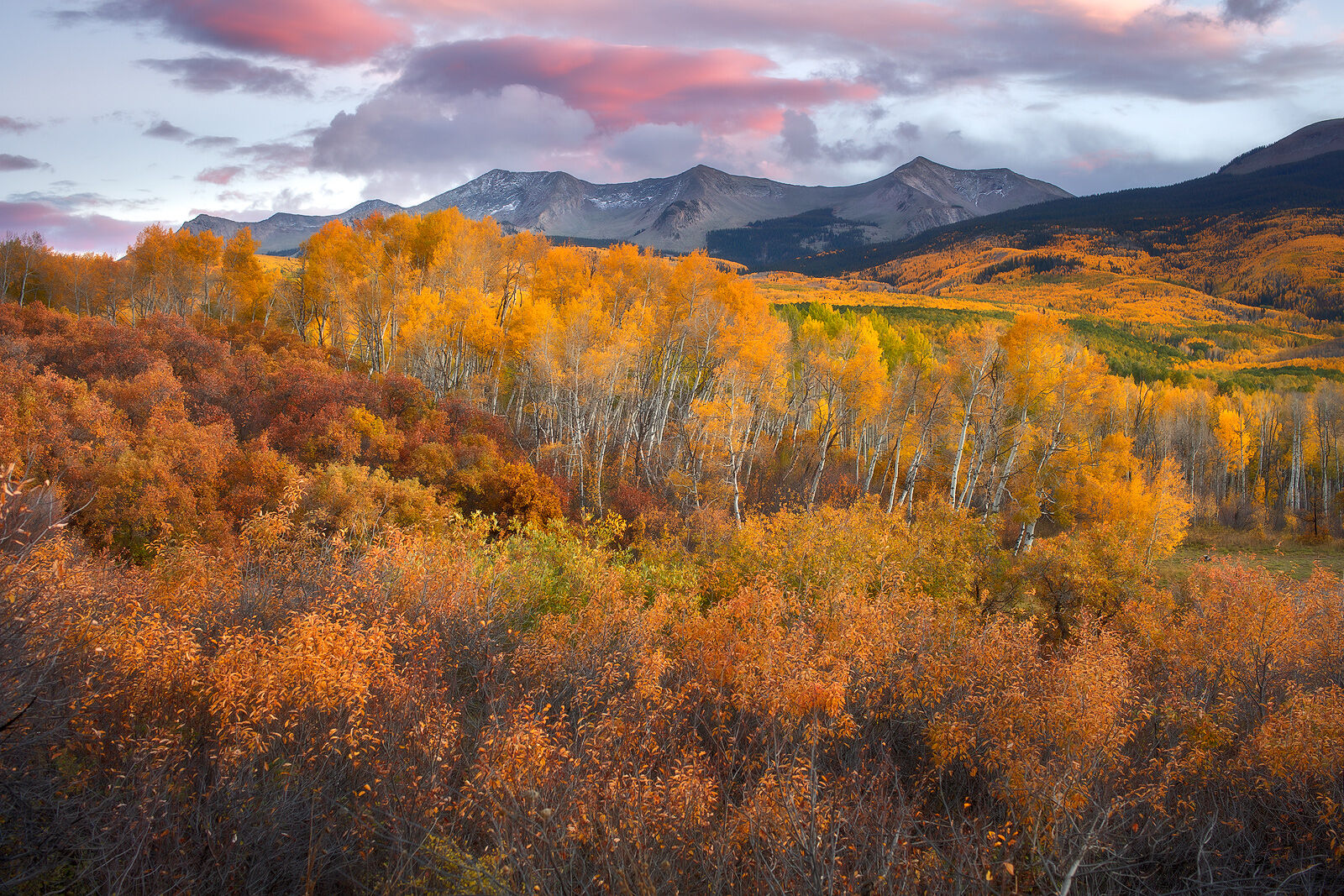 Mountain range in the distance the rest of the scene filled with fall color aspen trees and punk clouds in the sky at sunset.