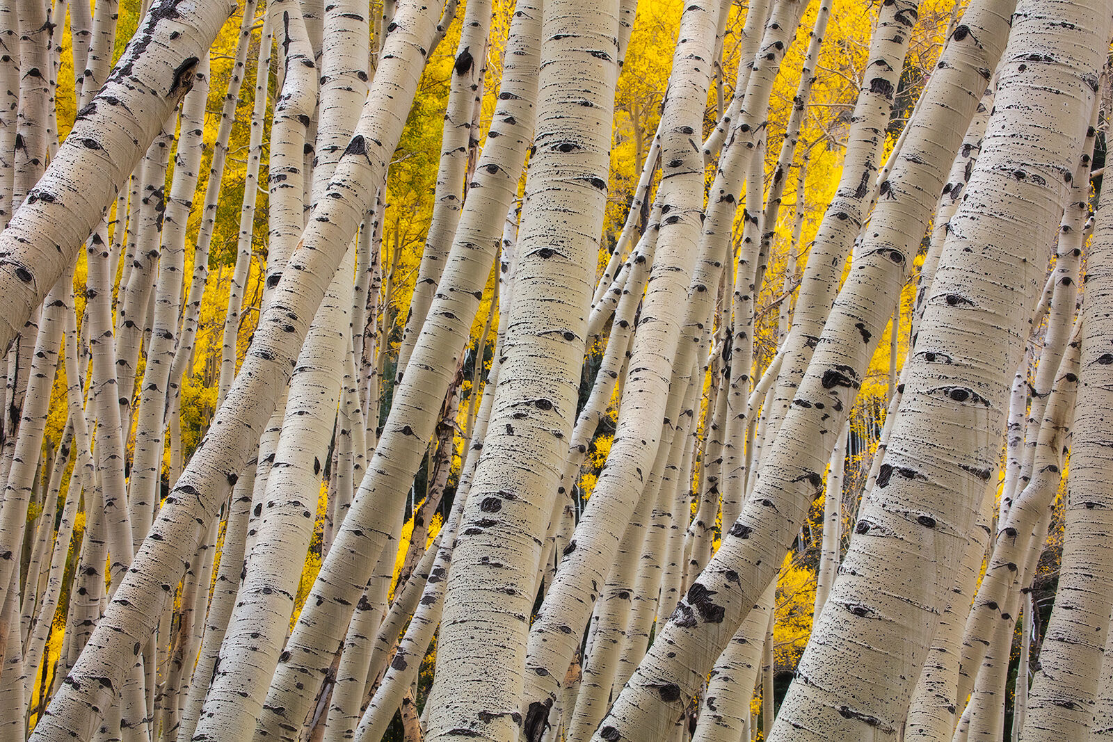 White aspen tree trunks grow at a slant with yellow aspen leaves seen on other trees behind the trunks. 