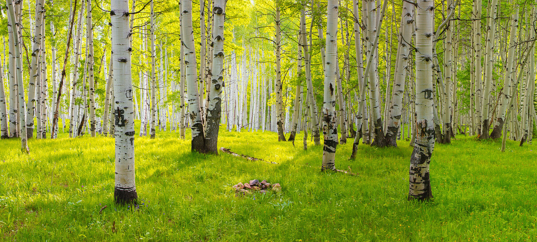 An aspen grove is seen with bright green grass on the forest floor and white aspen tree trunks throughout the scene.