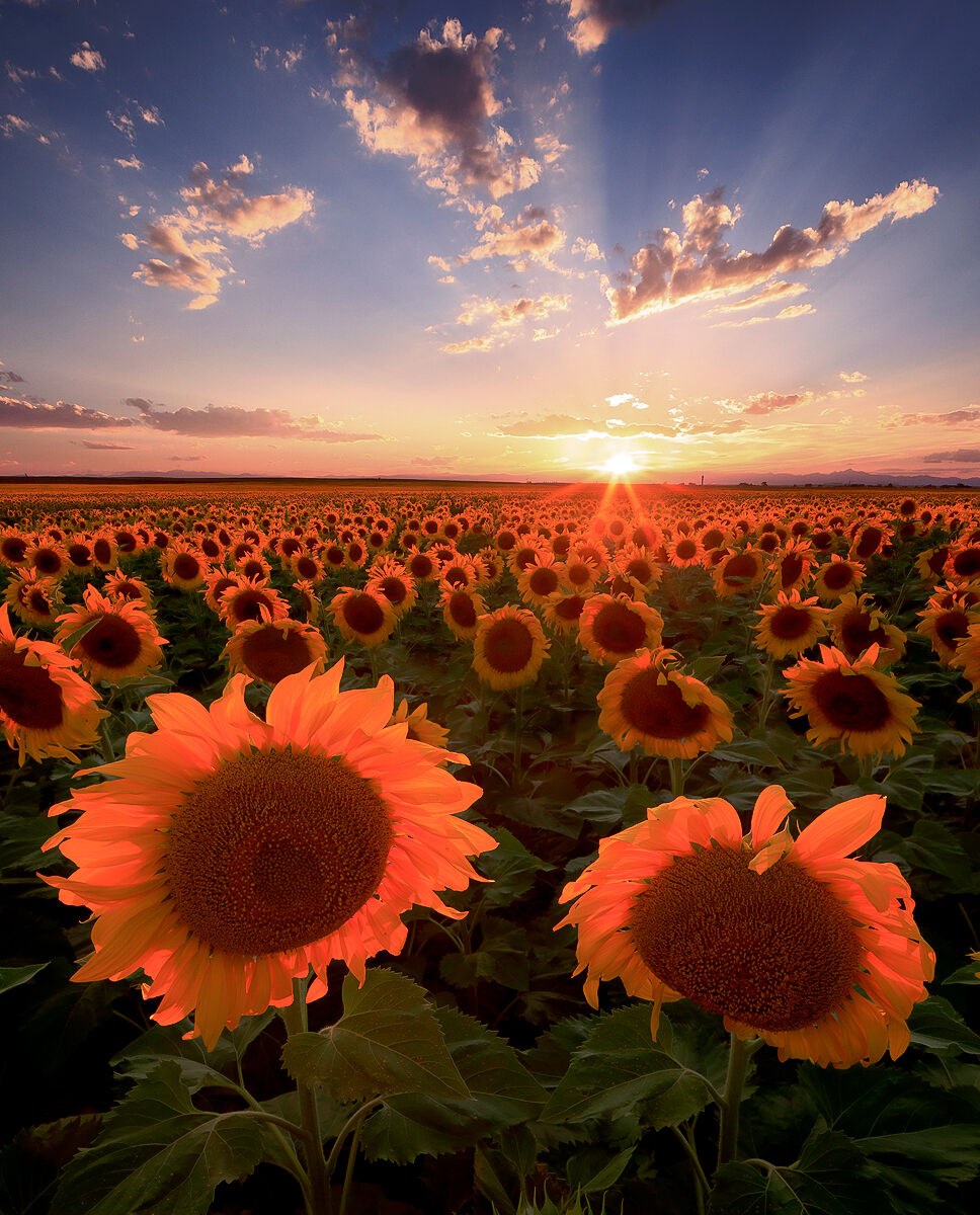 Field of sunflowers with the sun setting in the distance.