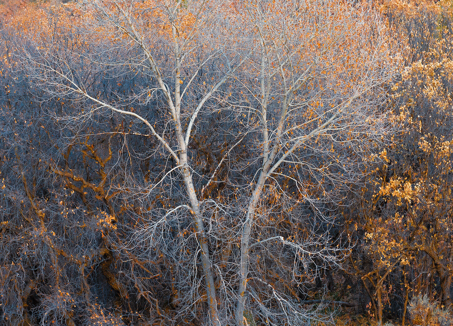 The top of a cottonwood tree is seen with few leaves and creates an abstract image of branches.
