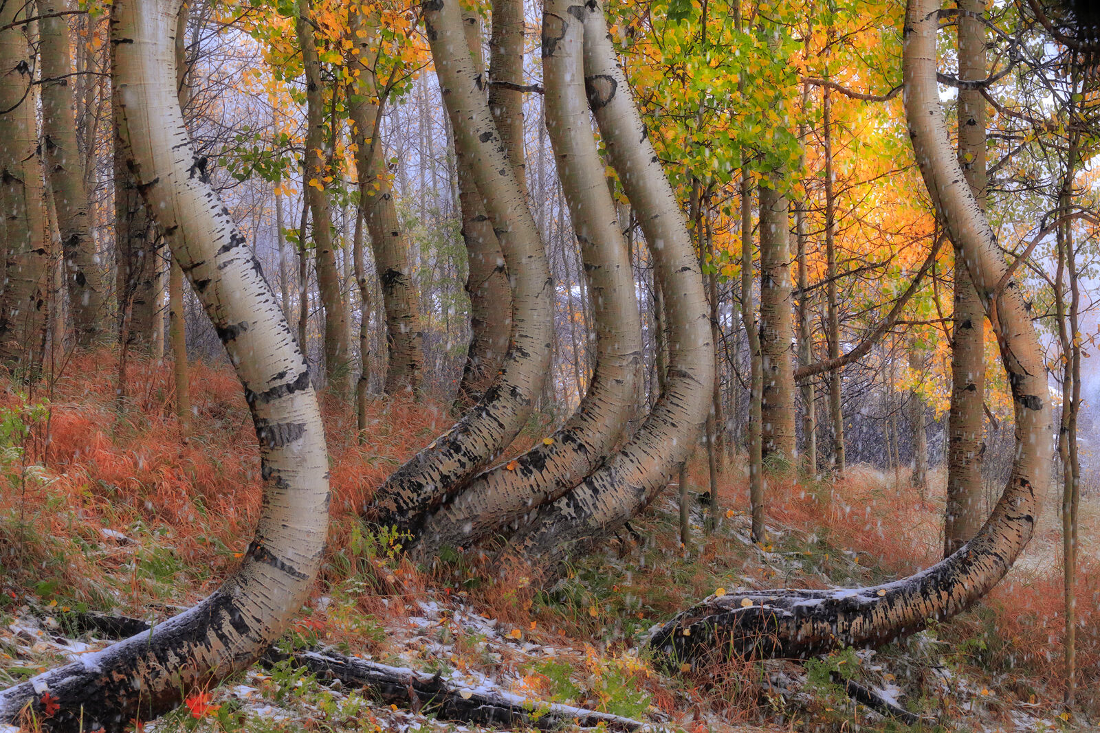 5-6 curved aspen trees are seen with some yellow aspen trees behind them while snow falls and starts to collect on the forest floor. 