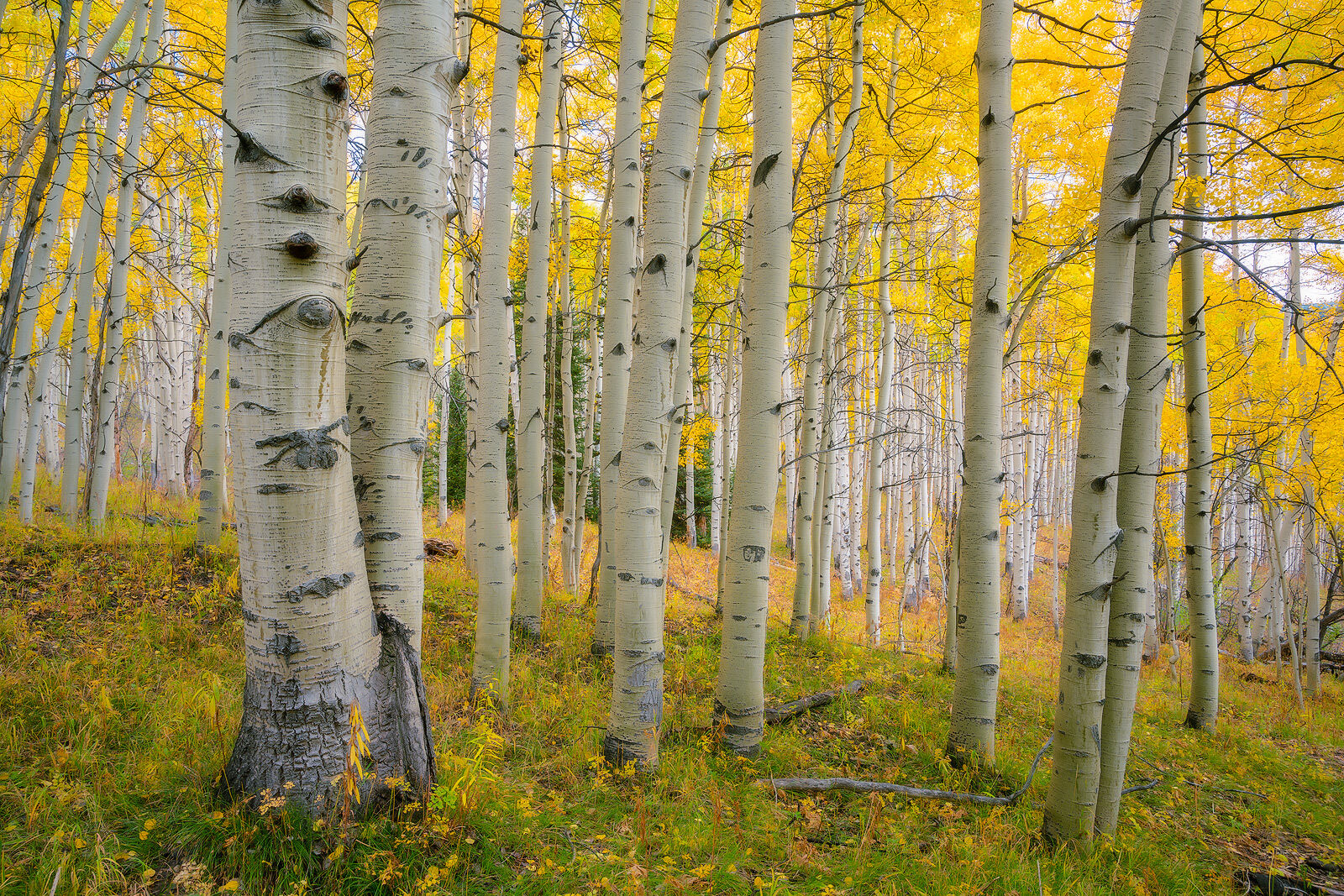 Aspen tree trunks with bear claw scars are seen up close with yellow aspen leaves on trees in the background.