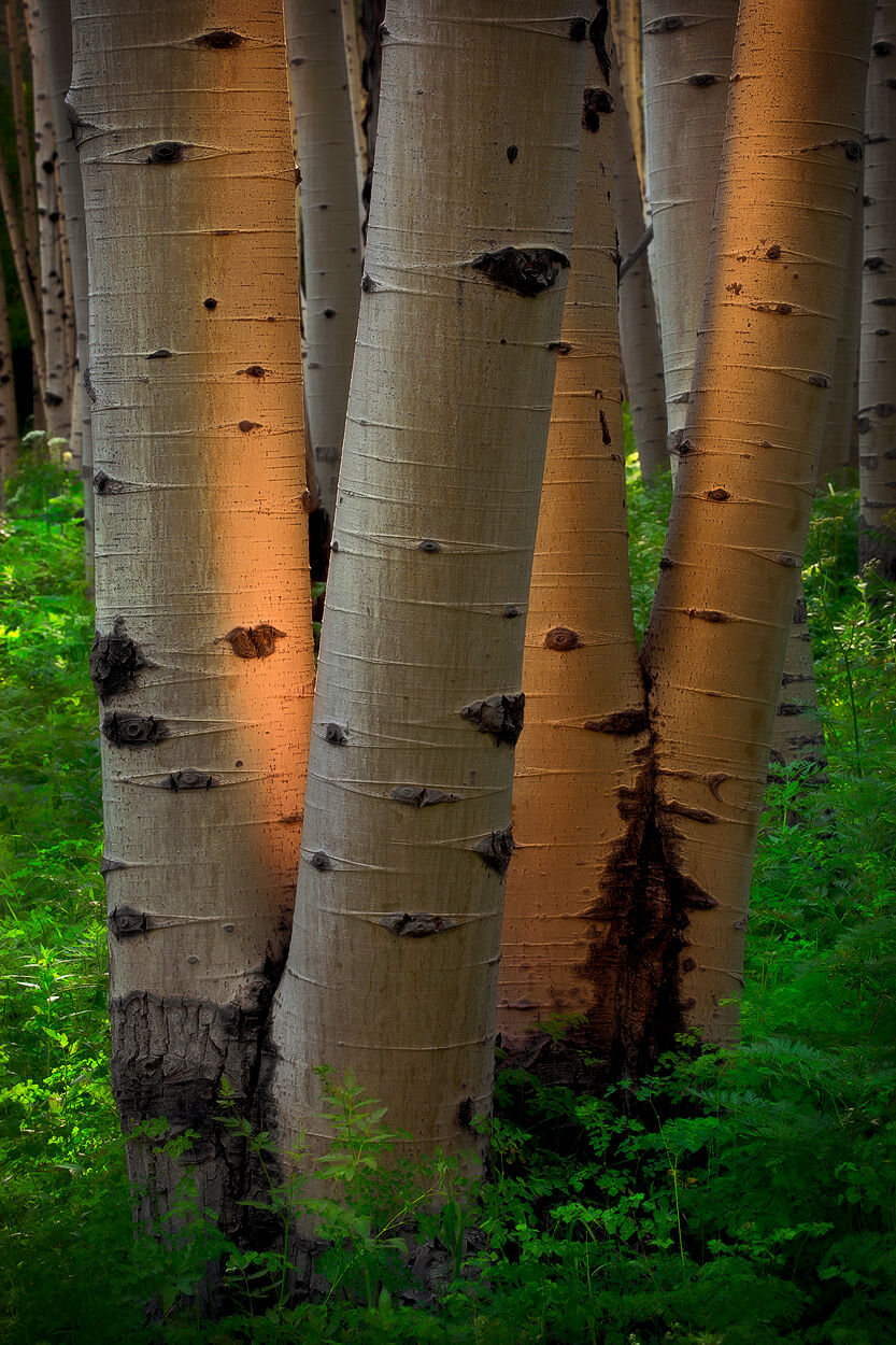 Glow Sticks A stand of four aspen trees looks as if they are glowing from light within and the trunks are sticks of light.