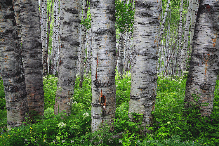 Old Wise Ones I love this particular area of aspens along the Kebler Pass road. Not as smooth and graceful as your typical forest but...