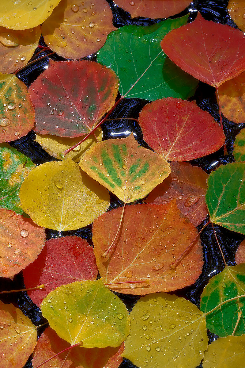 Candied Aspen Leaves