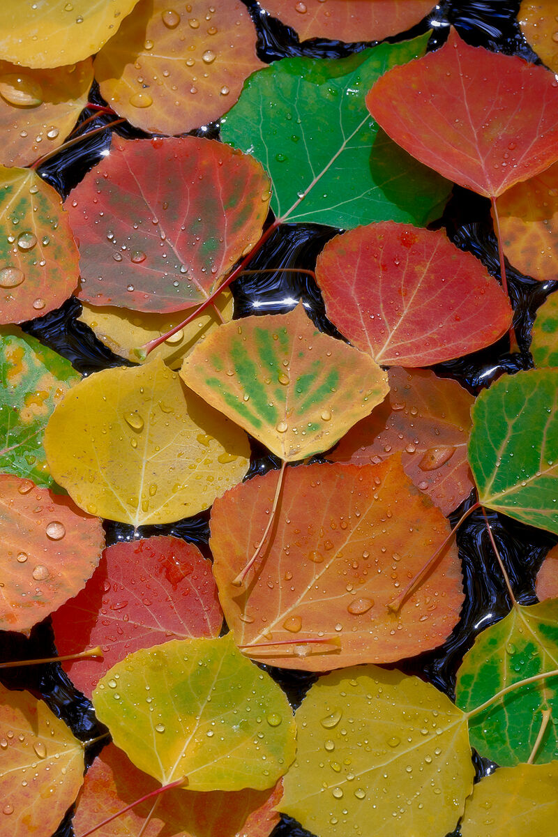 Close up of colorful aspen leaves laying tightly together on top of water with water droplets on them and sun catching parts of the water between the leaves.