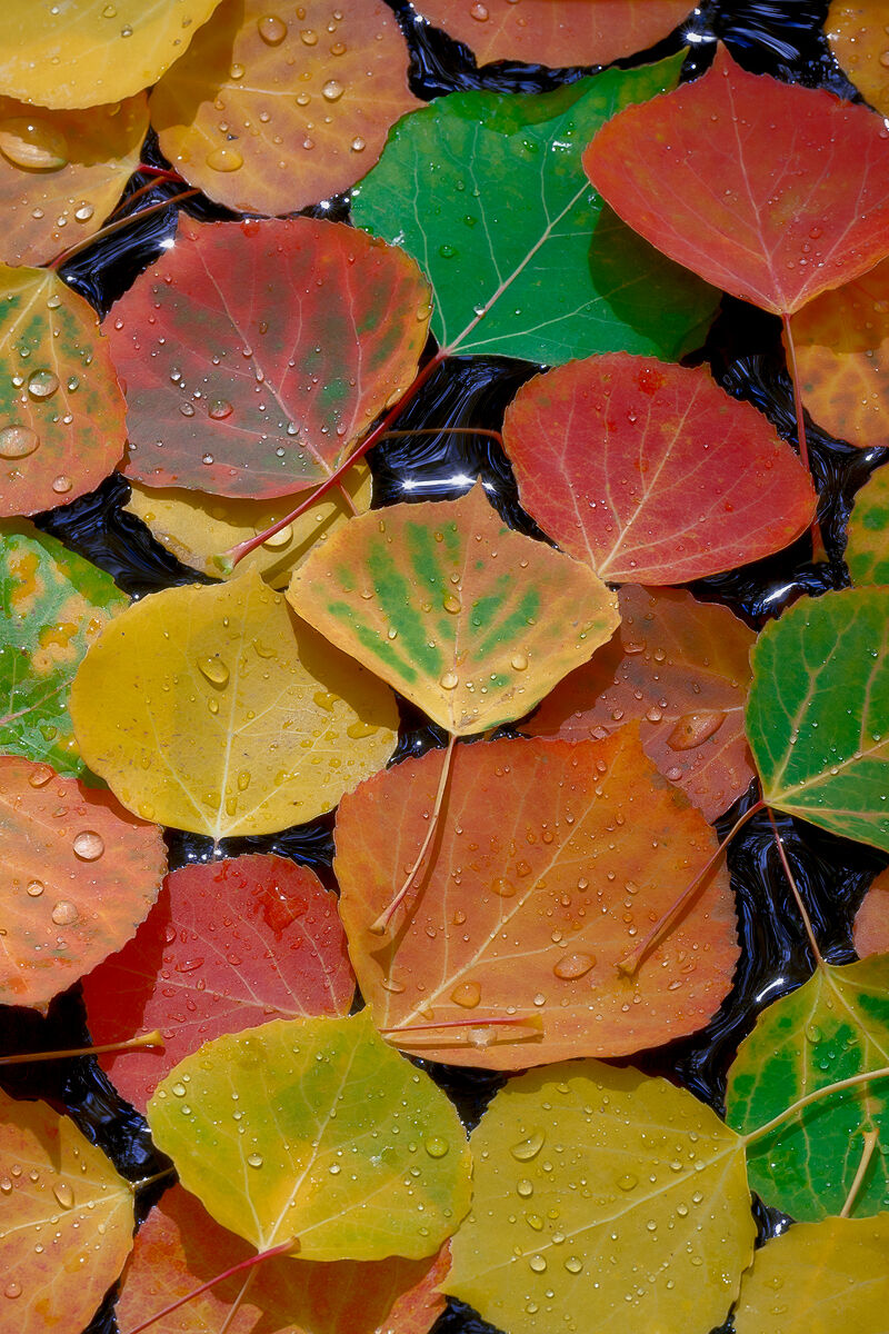 Rainbow Collection | Images of Aspen Tree Leaves for Sale Close up of colorful aspen leaves laying tightly together on top of water with water droplets on them and sun catching parts of the water between the leaves.