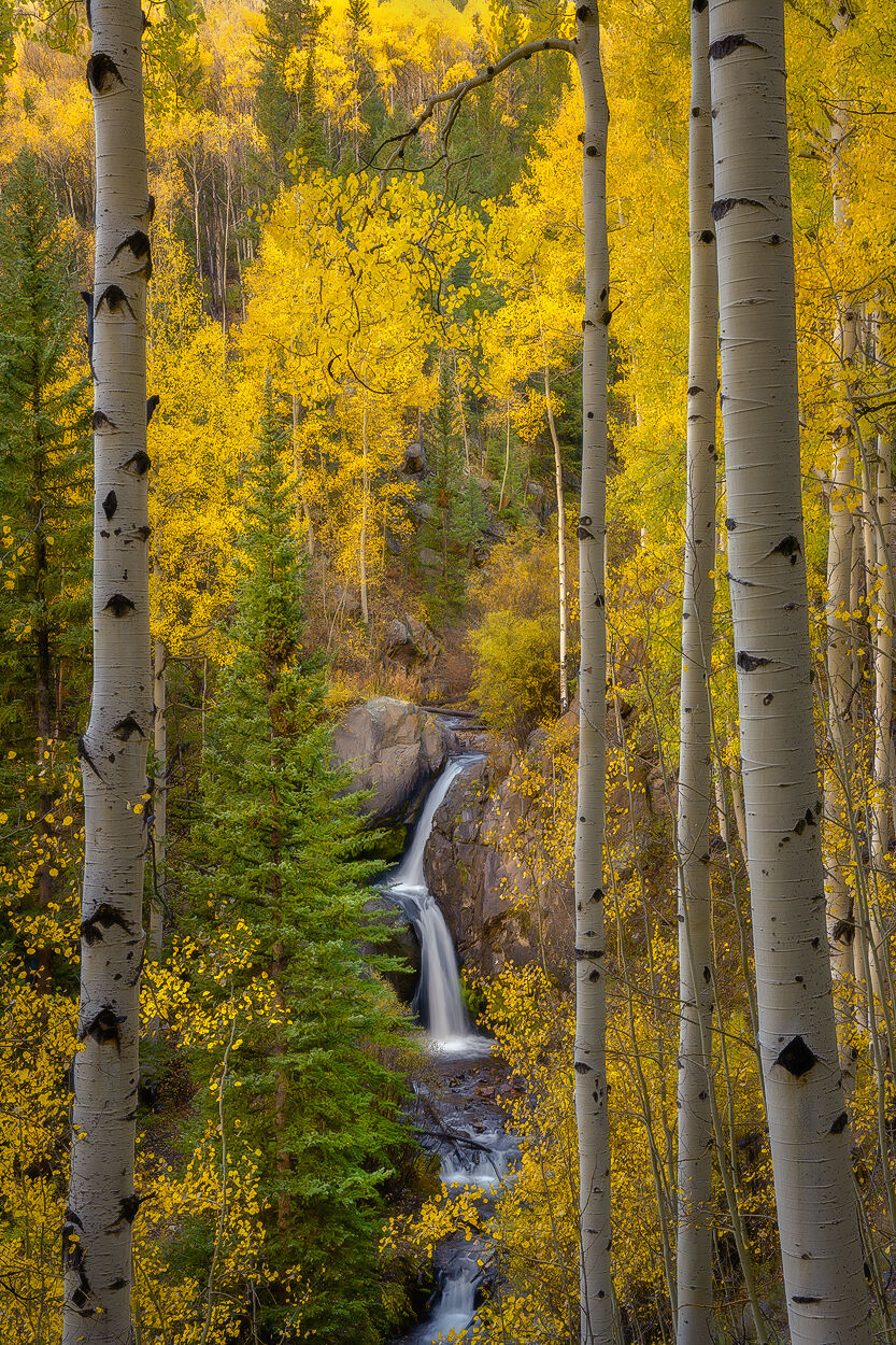 Waterfall is framed with vibrant yellow aspen trees.