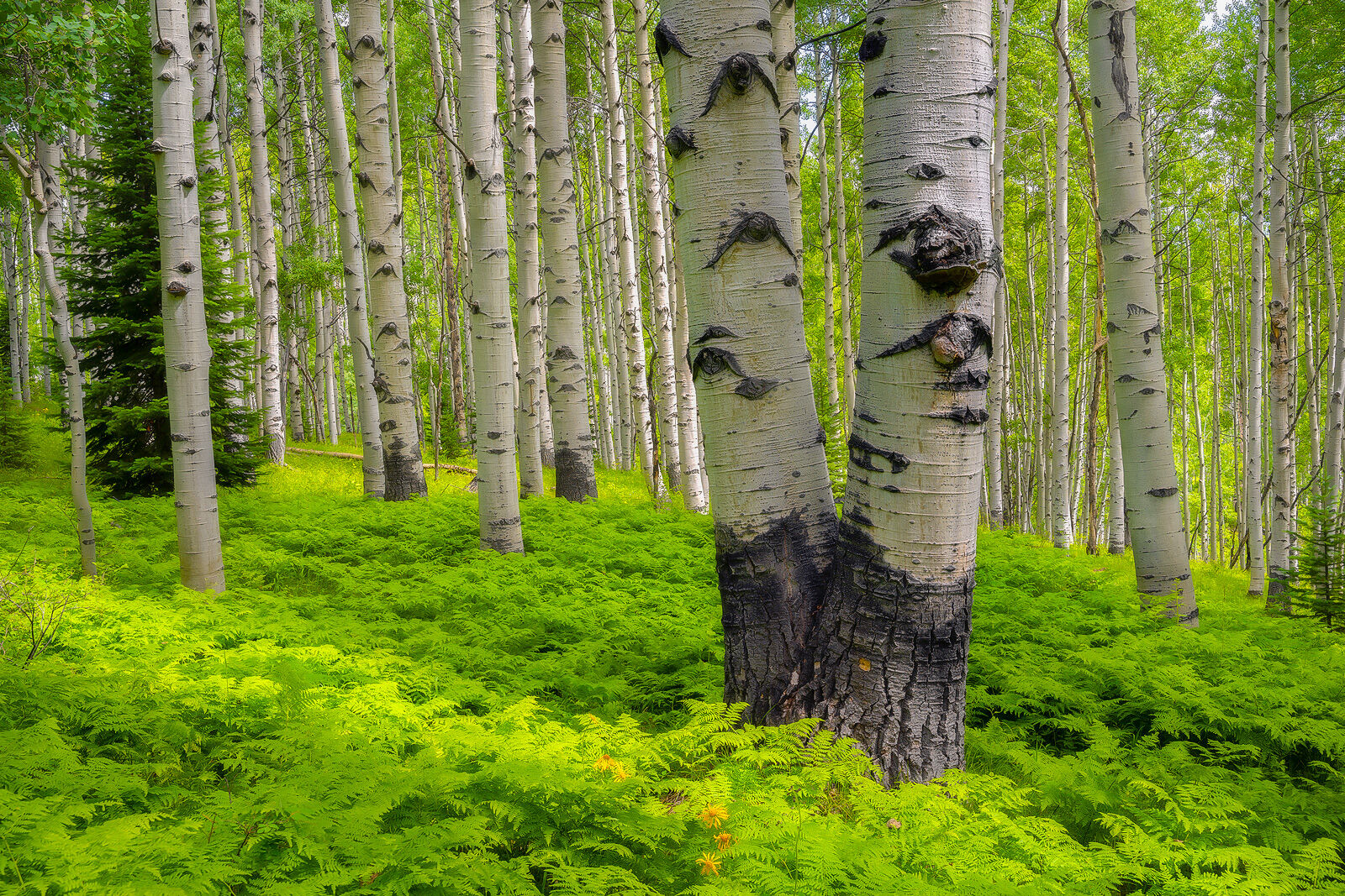 Lime Greens of Spring | Aspen Colorado Art Gallery White aspen tree trunks are seen up close as the sun shines in on bright green ferns on the forest floor.