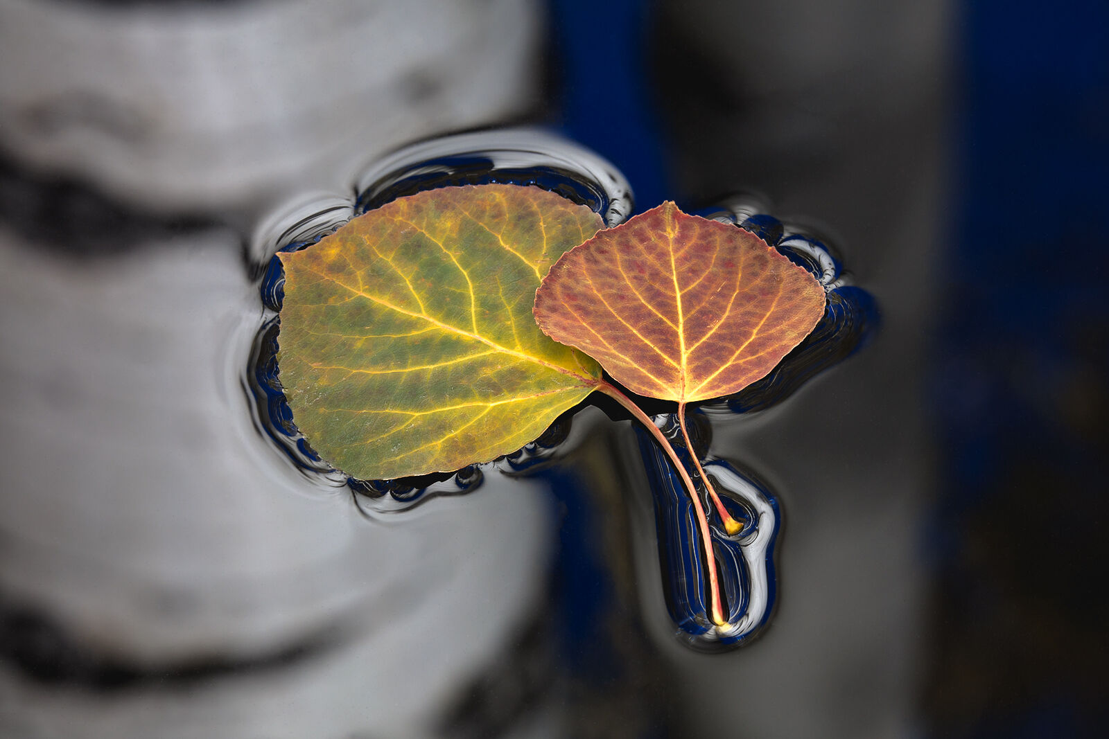 A rusty red aspen leaf and green aspen leave sit on top of water that reflects the trunks of aspen trees. 