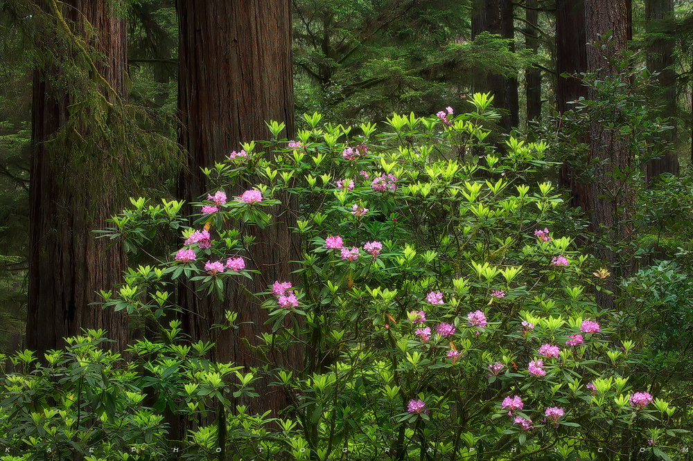 Rhododendron shown up against redwood trees.